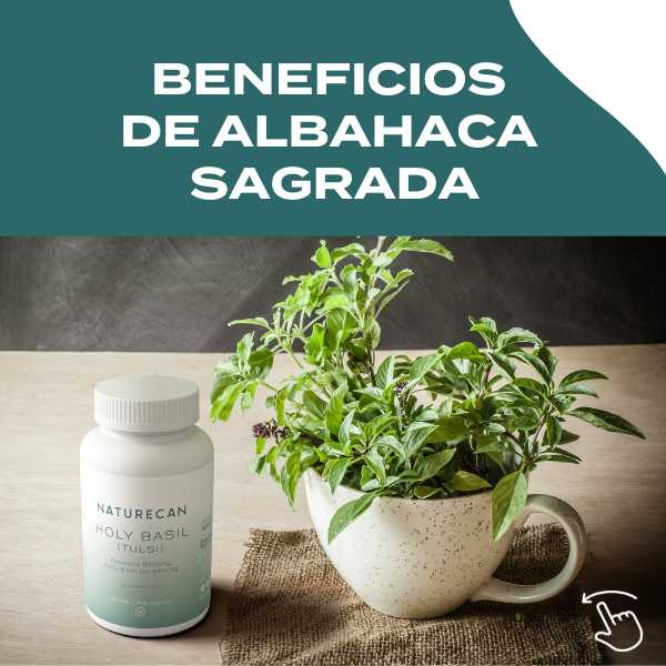 Albahaca Sagrada (Holy Basil)